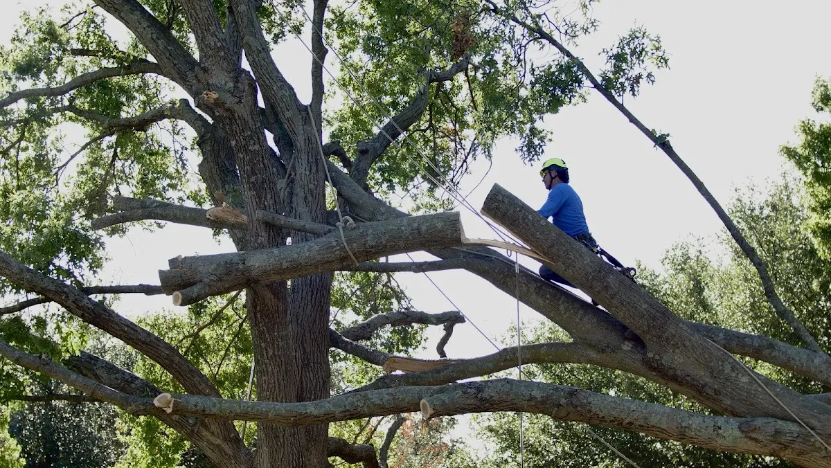 Professional Crown Thinning performed by certified arborists in Navasota