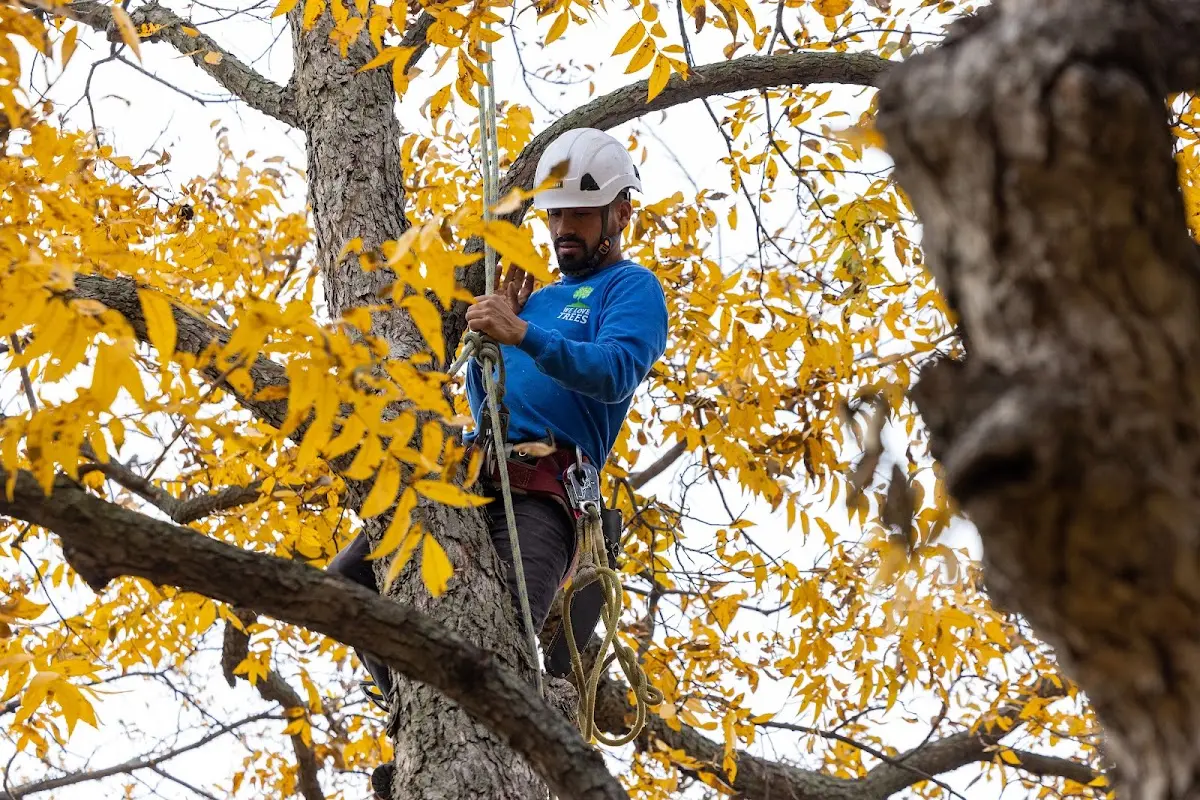 Skilled Tree Planing crew working in Navasota